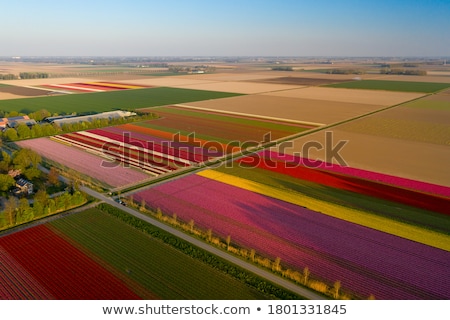 Stock photo: Tulip Red