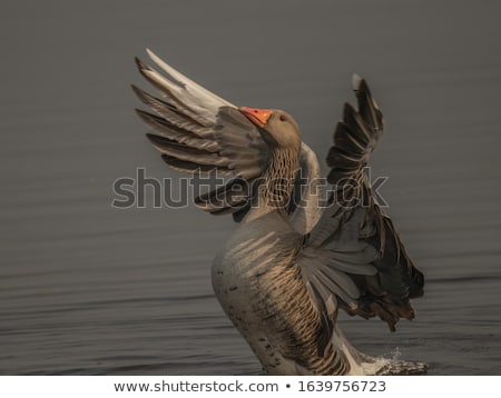Stok fotoğraf: Greylag Goose By A Lake