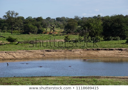 Stock photo: A Hippo Peaking Out Of The Water In The Kruger