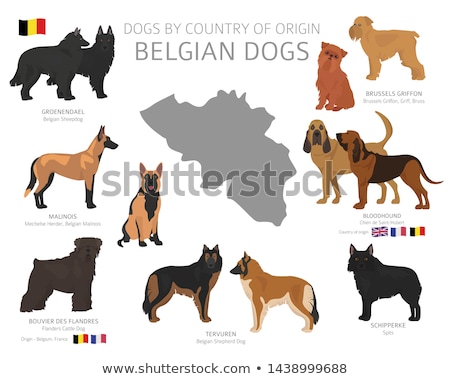 [[stock_photo]]: Puppy Belgian Shepherd Tervuren With Toys Isolated