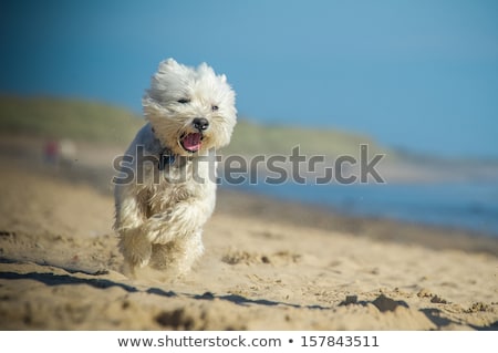 Stock foto: West Highland White Terrier In A Blue Background