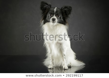 Imagine de stoc: Cute Papillon Sitting In Dark Photo Studio