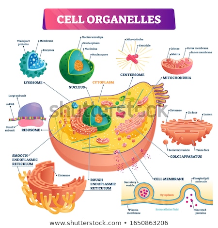 Foto stock: Endoplasmic Reticulum And Golgi Apparatus