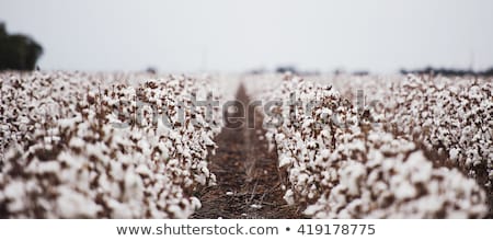 Stok fotoğraf: Cotton Field In Oakey Queensland
