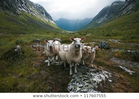 Foto stock: Flock Of Sheep Scandinavia Trolls Valley