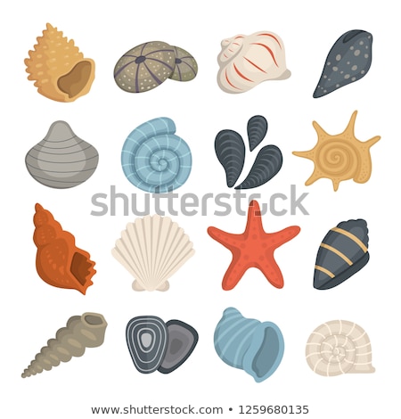 Stock fotó: Sea Shells Set