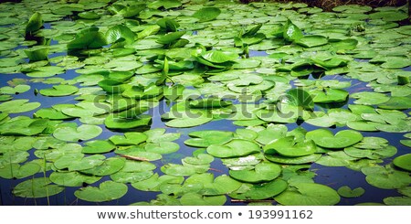 Stock fotó: Lots Of Lotus Leaves Floating Peacefully In The Swamp