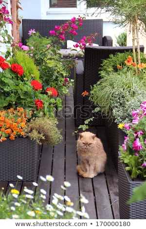 Foto stock: Beautiful Modern Terrace With Mix Of Summer Flowers