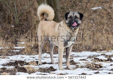 Сток-фото: Anatolian Shepherd Dog