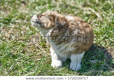 Foto stock: Escansando