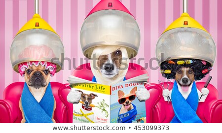 Сток-фото: Hairdressers Dog Under Drying Hood