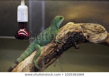 ストックフォト: Iguana Sitting On The Vertical Tree Branch