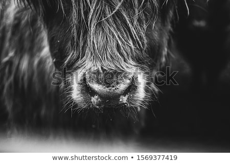 Stock photo: Close Up Black Scottish Highlander Cow