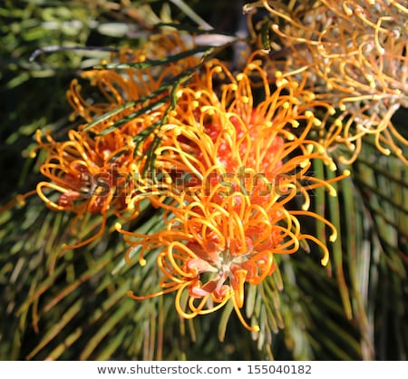 Stock fotó: Australian Native Grevillea Flower Buds