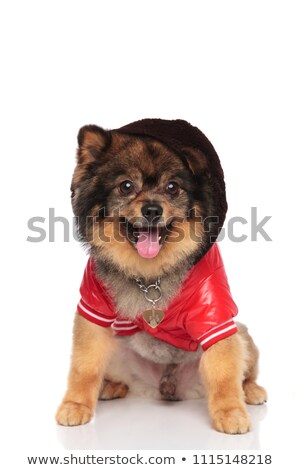 Сток-фото: Cool Seated Pomeranian With Red Leather Jacket Panting