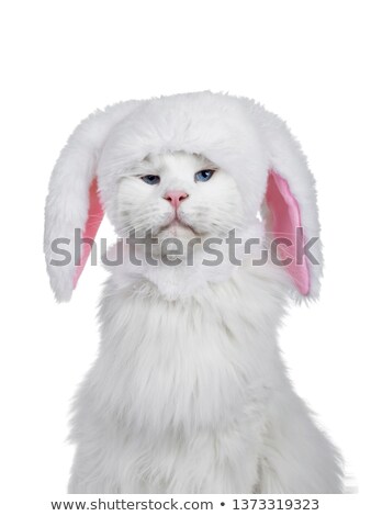 Stock photo: Head Shot Of Cat Wearing Bunny Hat