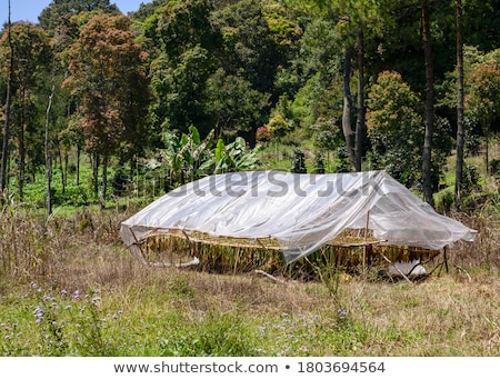 Foto stock: Farmer And Traditional Tobacco Drying In Tent