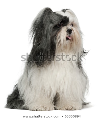 Foto stock: Lhasa Apso Dog Over A White Background