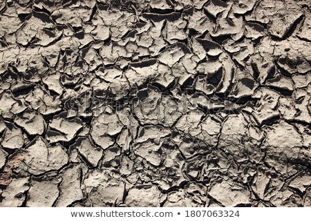 Stock fotó: Dried Mud Flakes