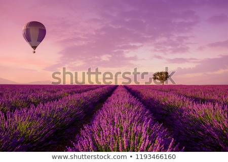 Stock photo: Violet Lavender Fields With Colorful Hot Air Balloons Provence France