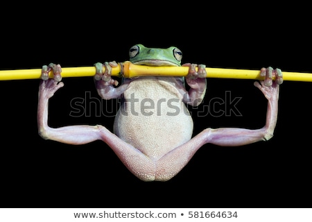 Stock foto: Funny Frog