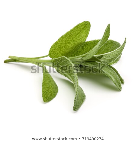 Сток-фото: Sage Leaves On Herb Plant In Macro