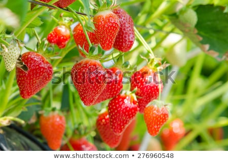 Foto stock: Fresh Strawberry From Farm