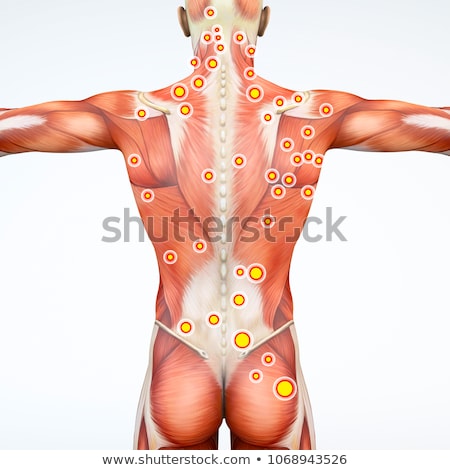 Stok fotoğraf: 3d Rendered Illustration - Painful Back Muscles