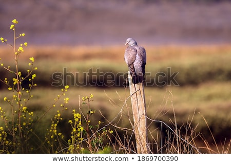 Stock fotó: Pigeon On A Fence Post