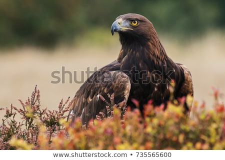 Stockfoto: Golden Eagle