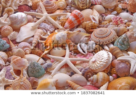 Stok fotoğraf: Mix Of Vivid Starfishes On The Empty Beach