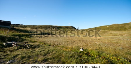 [[stock_photo]]: Mountain Plateau Valdresflye Jotunheimen Norway