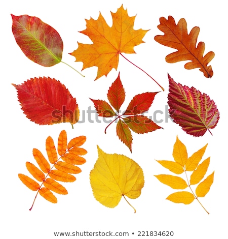 Stock fotó: Esztenye · őszi · levelei