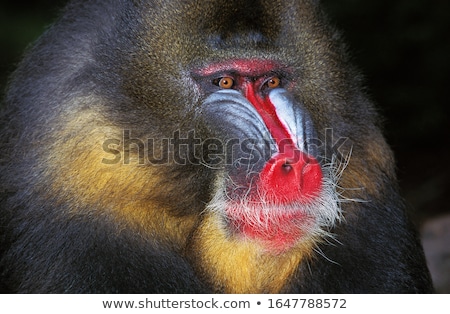 Foto stock: Mandrill Mandrillus Sphinx