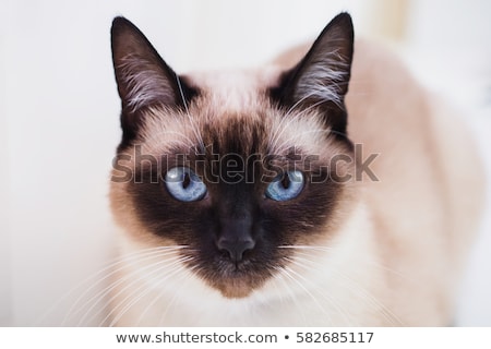 Сток-фото: Cute Muzzle Of A Black Cat Close Up