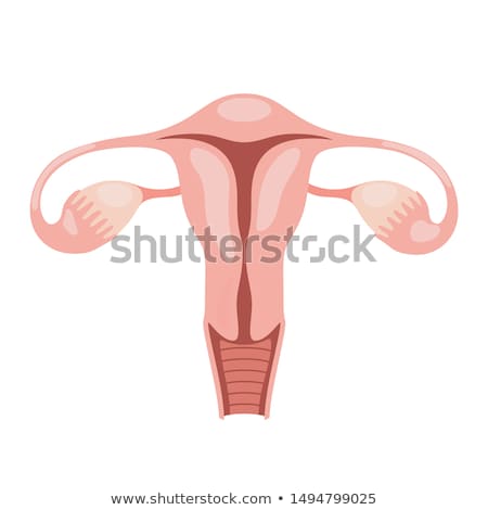 Foto stock: Reproductive Organ Of The Female Body