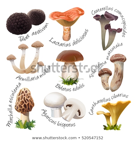 Foto stock: Different Species Of Mushrooms