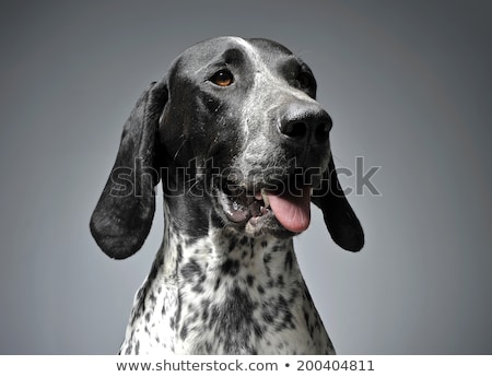 Stock fotó: German Pointer Portrait In A Graduated Gray Background
