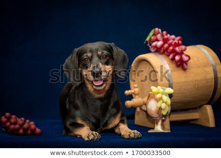 Stock photo: Dachshund Lying In The White Photo Studio