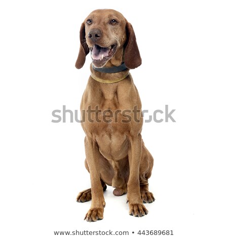 Foto stock: Beautiful Hungarian Vizsla Enjoy Photo Shoot In White Studio