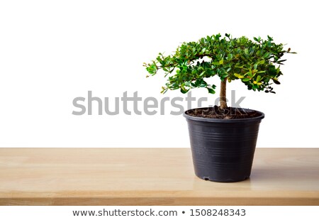 Сток-фото: Young Green Conifer Branches With Copy Space On White Wooden Table Background