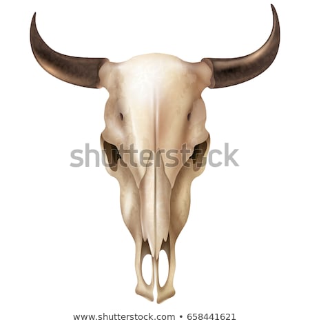 Stock fotó: Skull Cow Head Of Skeleton Bull Death Of An Farm Animal Remai