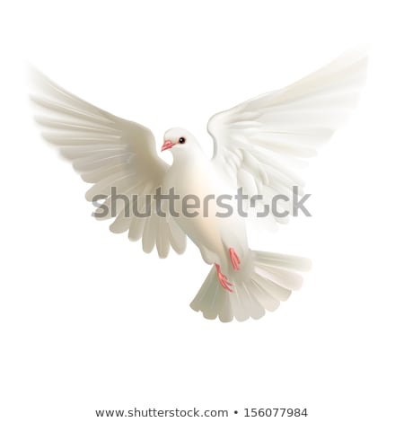 ストックフォト: Pigeon Isolated Dove On White Background Vector Illustration