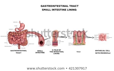 Stok fotoğraf: Small Intestine Lining Detailed Anatomy