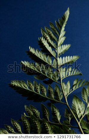 Fern Presented On A Dark Blue Background With Copy Space Beautiful Natural Layout Flat Lay Сток-фото © artjazz