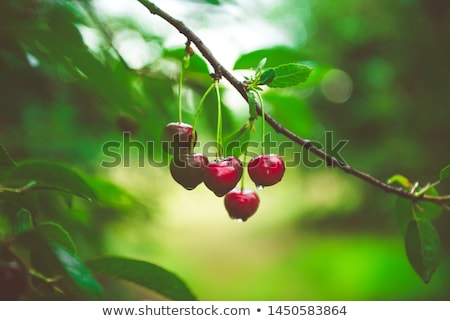 Stok fotoğraf: Growing Cherries