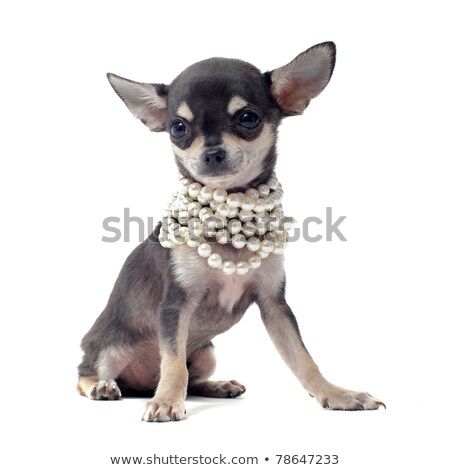 Chihuahua With Pearl Collar [[stock_photo]] © cynoclub