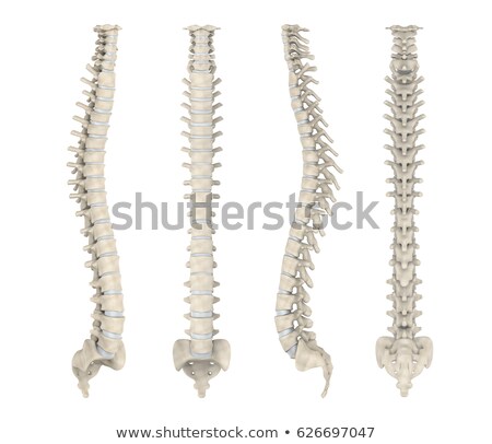 Foto stock: Olumna · vertebral · humana · 3d