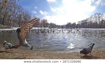 Foto stock: Many Pigeons In A Park Feeding On Grains