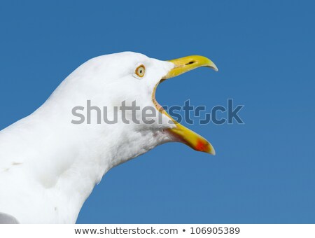 [[stock_photo]]: Angry Squawking Seagull With Beak Wide Open